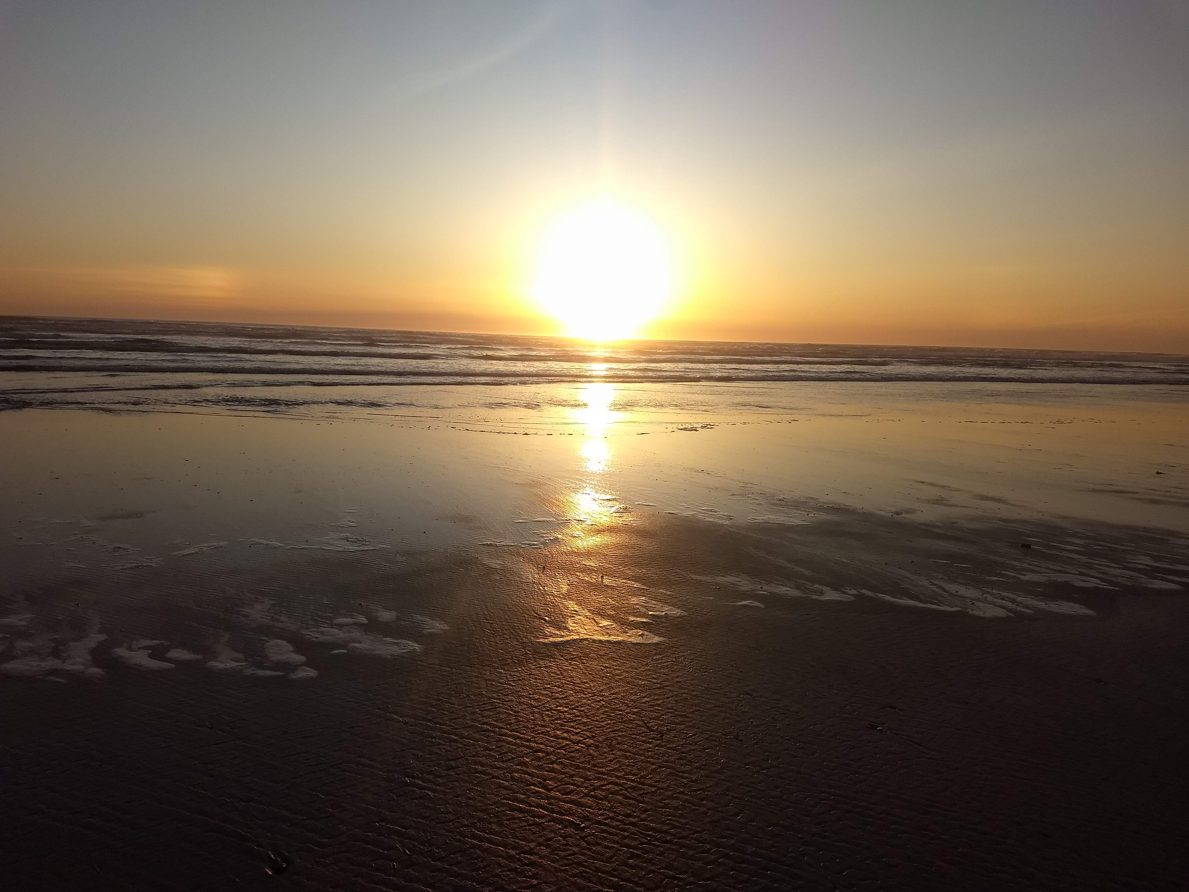 Dune grasses with ocean backdrop